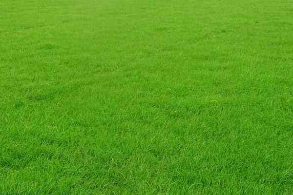 為什么每年的6-8月份草坪容易大面積發黃枯死？