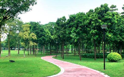 如何實施有效的園林養護技術？