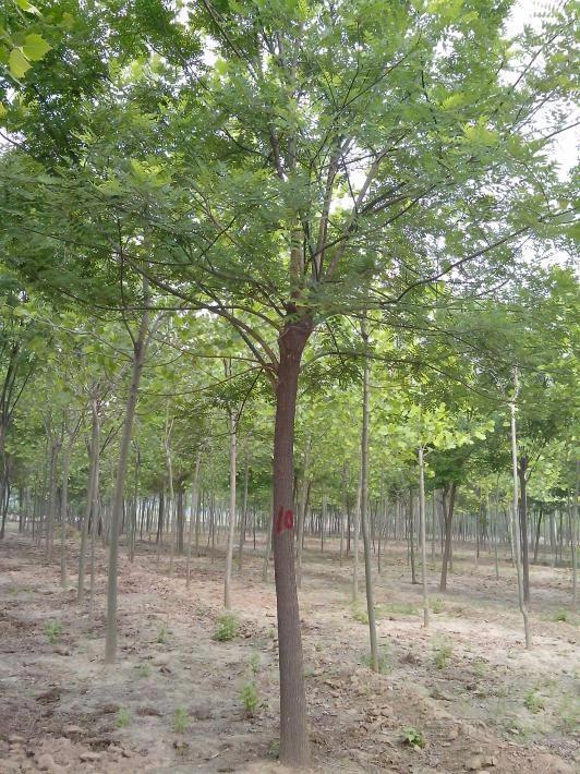 綠化工程國槐種植的養護措施
