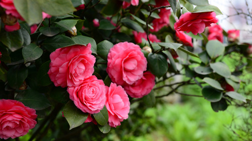 景觀工程茶花怎么養護